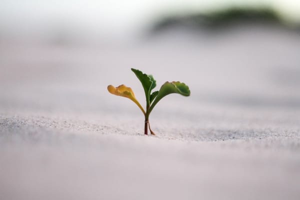 Trở thành AI Generalist: Bí quyết không bị thay thế trong thời đại AI